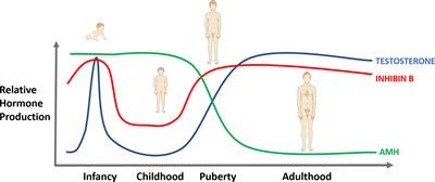 Testicular Sertoli Cell Hormones in Differences in Sex Development